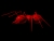 Mr_Ant